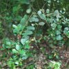 Frangula alnus